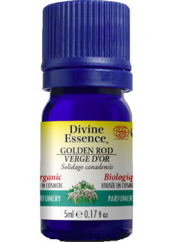 Golden Rod Oil (Organic) - 5ml