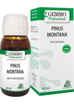 Pinus Montana (Gemmo) - 60ml