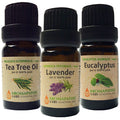Essential Oil Trio (Eucalyptus, Lavender, Tea Tree) - 3 x 10ml + BONUS