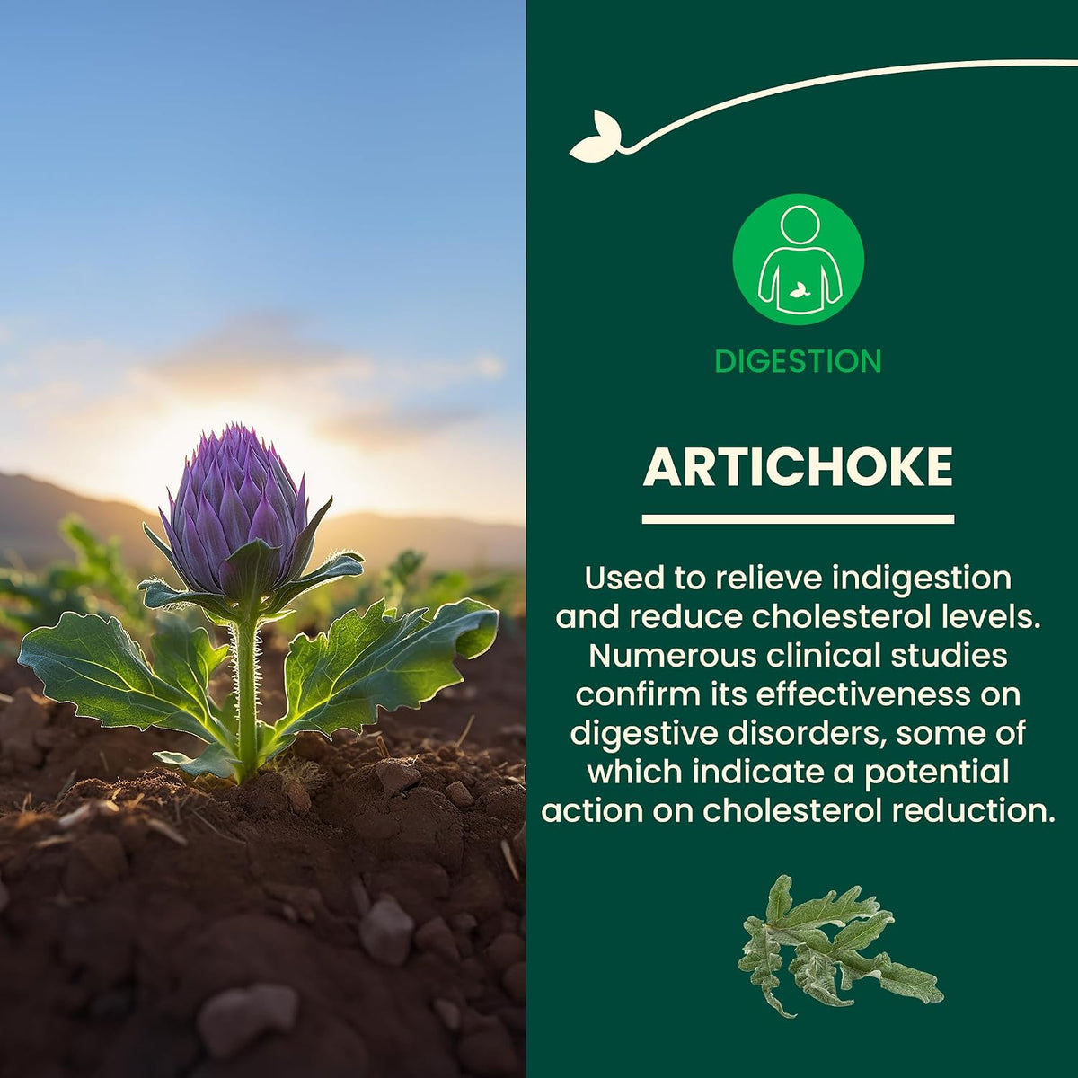 Artichoke Extract 300mg - 60 Caps [amazon_upc] asin:B0BXFYB9Z3