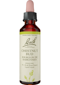 Chestnut Bud - 20ml
