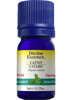 Catnip Oil (Wild) - 5ml