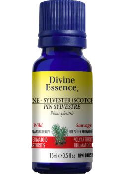 Pine Oil (Sylvester Scotch, Wild) - 15ml