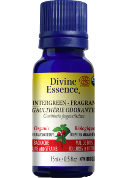 Wintergreen Oil (Fragrant, Organic) - 15ml