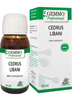 Cedrus Libani (Gemmo) - 60ml