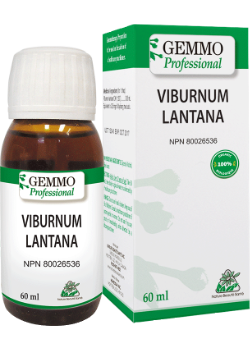 Viburnum Lantana (Gemmo) - 60ml